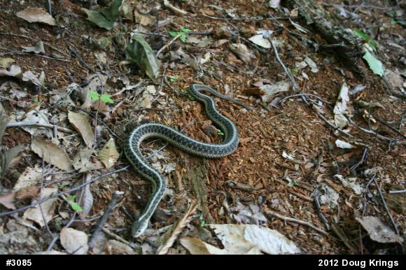 Eastern Gartersnake