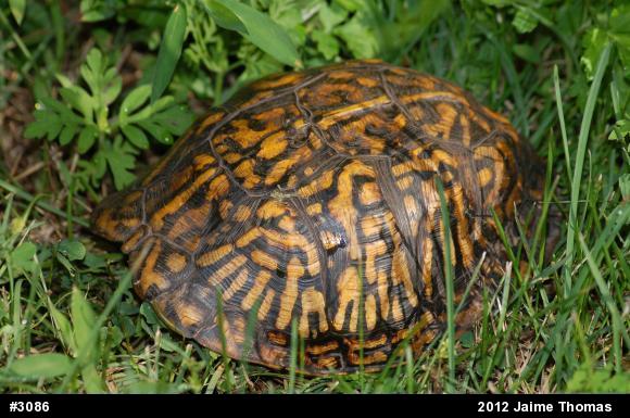 Eastern Box Turtle