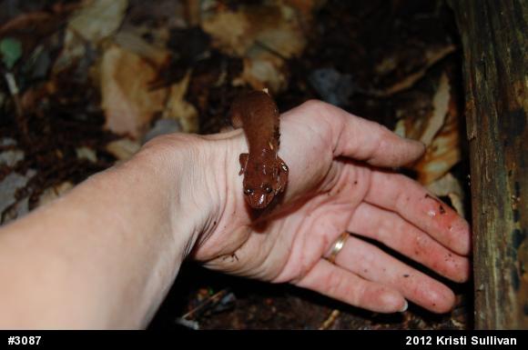 Northern Spring Salamander