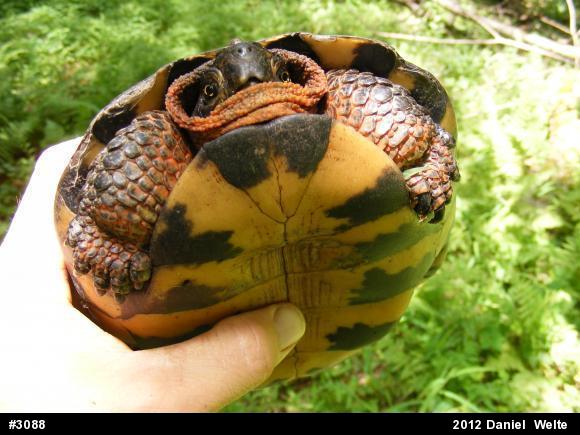 Wood Turtle