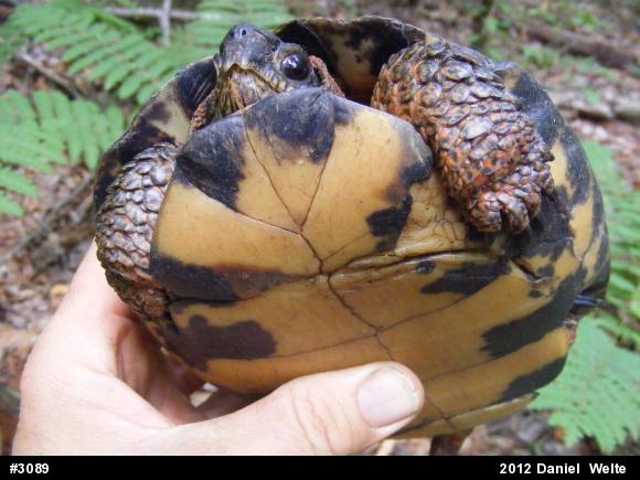Wood Turtle