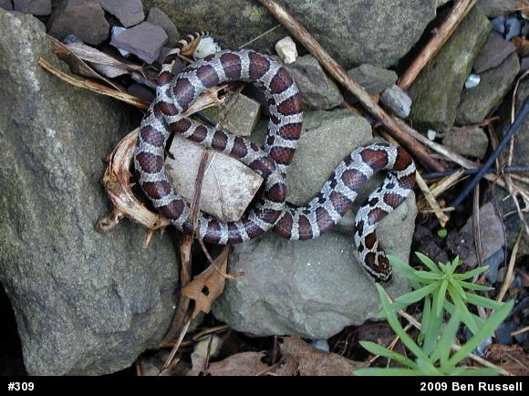 Eastern Milksnake