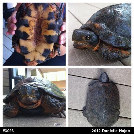 Wood Turtle