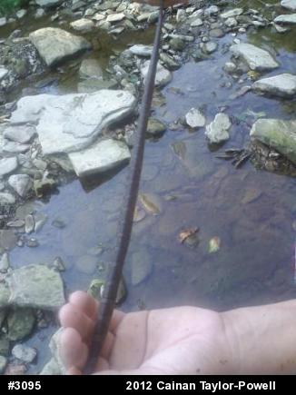 Northern Watersnake