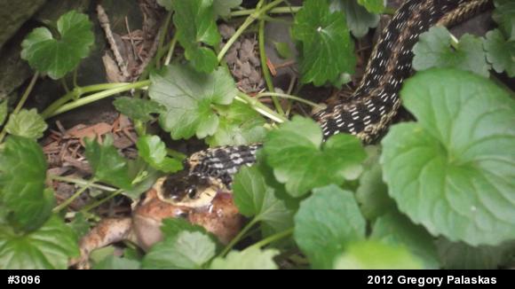 Eastern Gartersnake