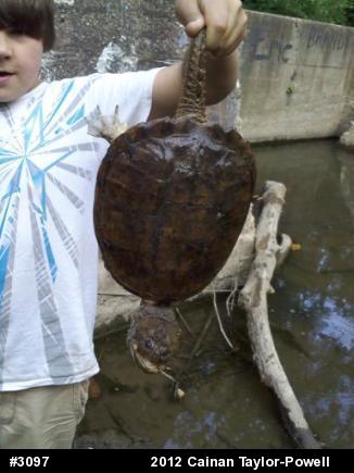Snapping Turtle