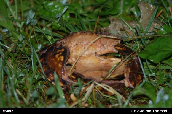 Eastern Box Turtle