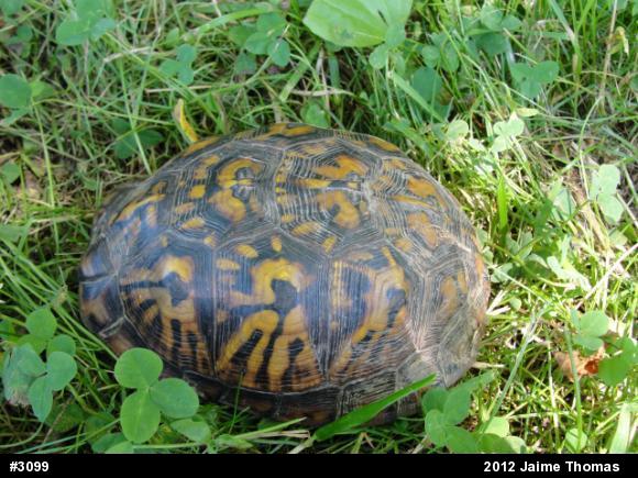 Eastern Box Turtle