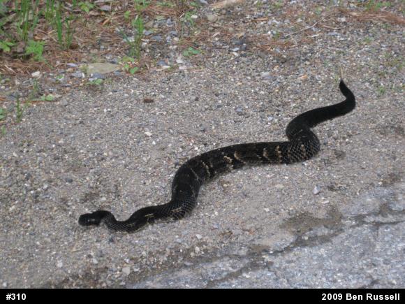 Timber Rattlesnake