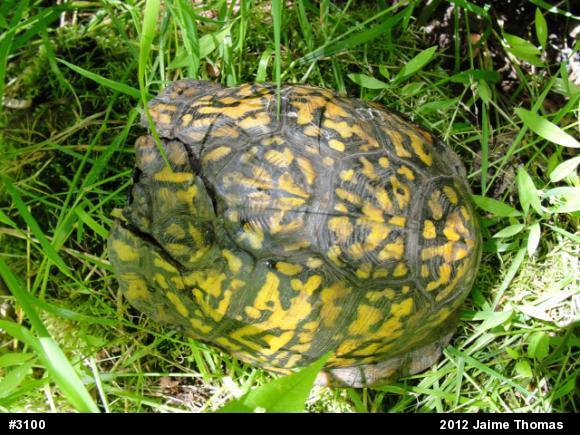 Eastern Box Turtle