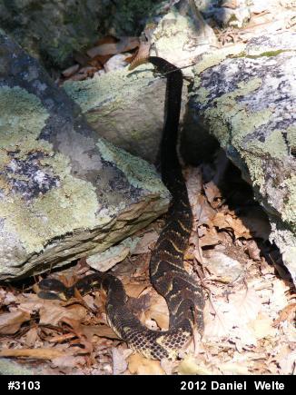 Timber Rattlesnake