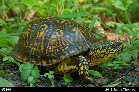 Eastern Box Turtle