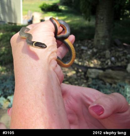 Northern Ring-necked Snake