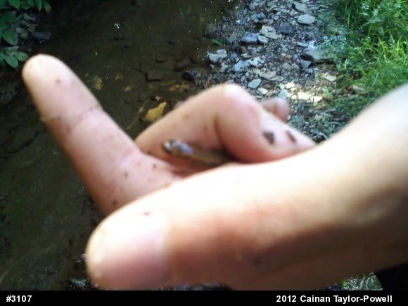 Northern Two-lined Salamander