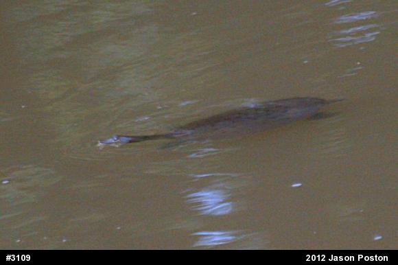 Eastern Spiny Softshell