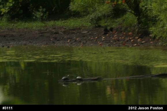 Eastern Painted Turtle