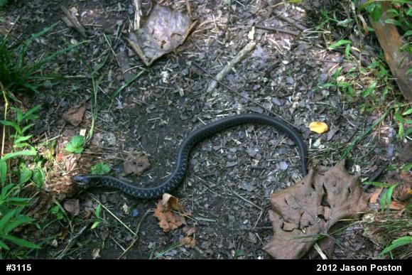 Eastern Gartersnake