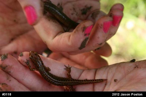 Eastern Long-tailed Salamander