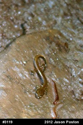 Northern Two-lined Salamander