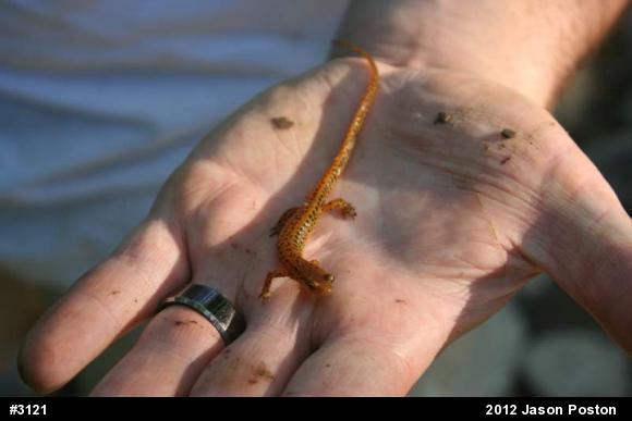 Eastern Long-tailed Salamander