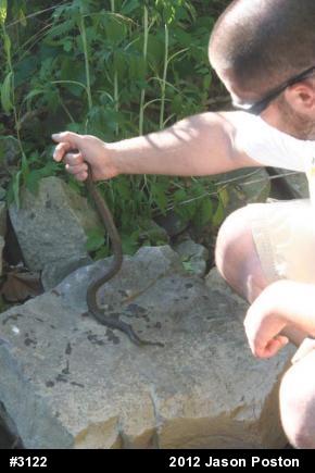 Northern Watersnake