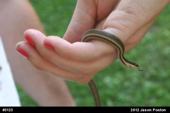 Queensnake