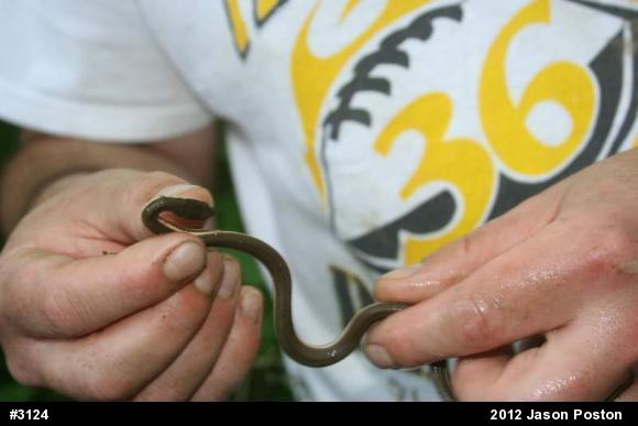 Queensnake