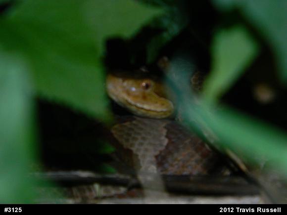 Northern Copperhead
