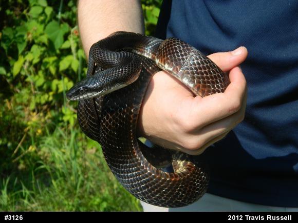 Eastern Ratsnake