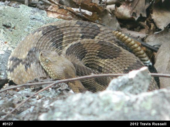 Timber Rattlesnake