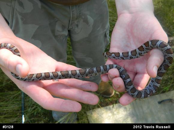 Eastern Milksnake