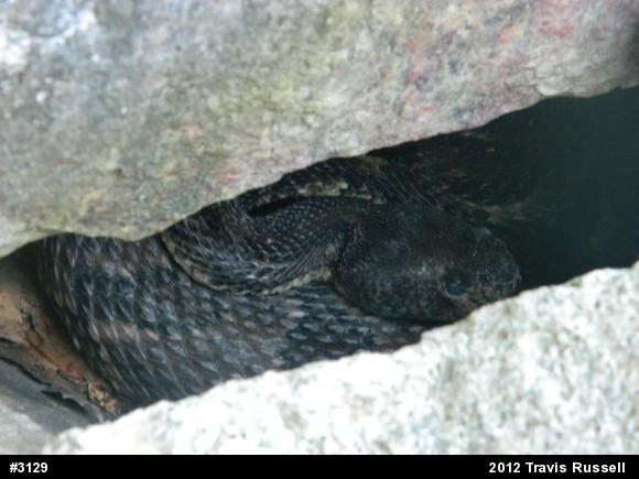 Timber Rattlesnake