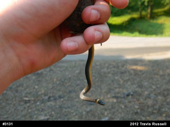 Northern Ring-necked Snake