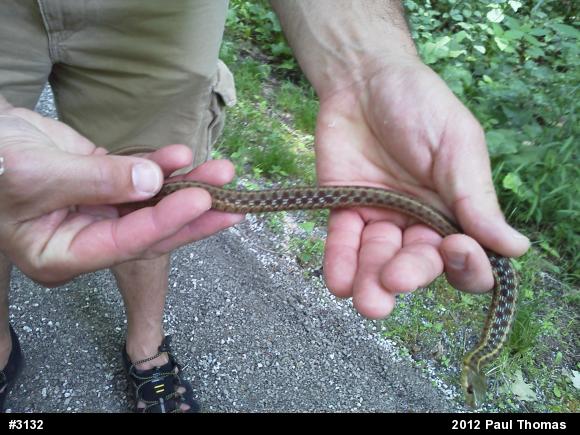 Eastern Gartersnake