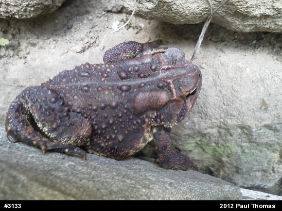 Eastern American Toad