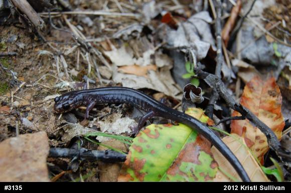 Wehrle's Salamander