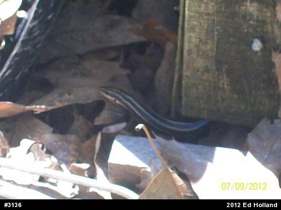 Common Five-lined Skink