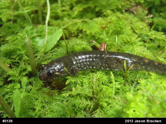 Seal Salamander