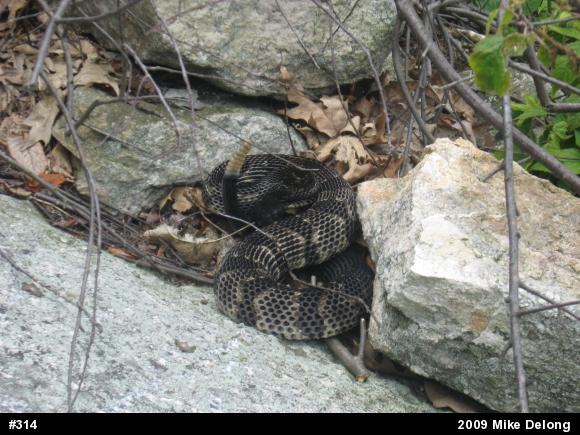 Timber Rattlesnake