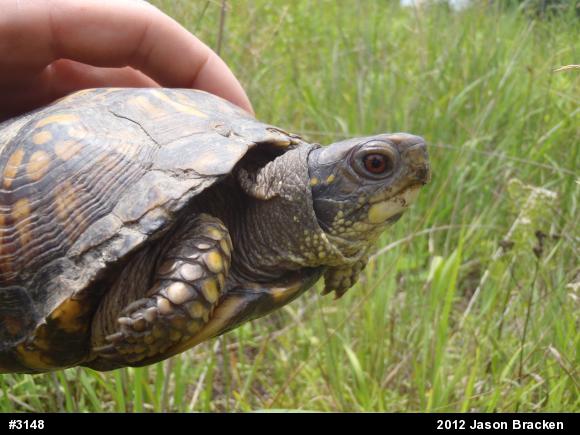 Eastern Box Turtle