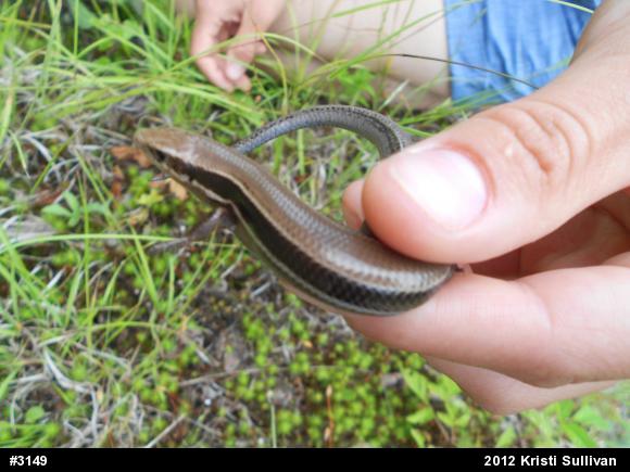 Northern Coal Skink