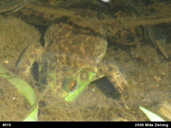American Bullfrog