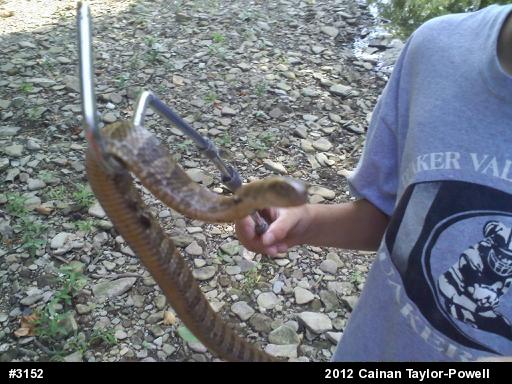 Northern Watersnake