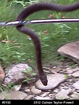 Northern Watersnake