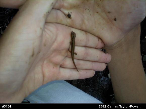 Northern Two-lined Salamander