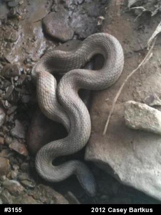 Queensnake