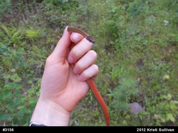 Red-bellied Snake