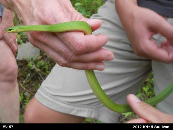 Smooth Greensnake