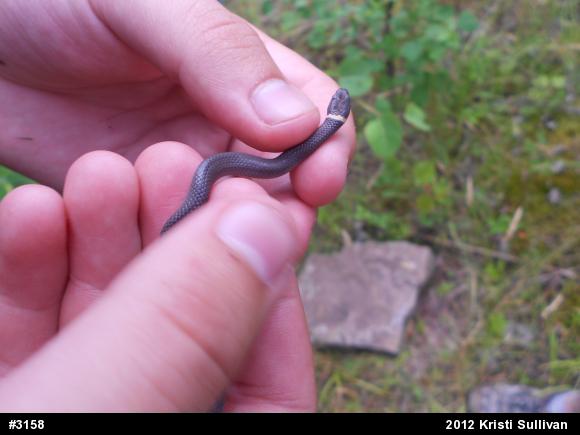 Northern Ring-necked Snake