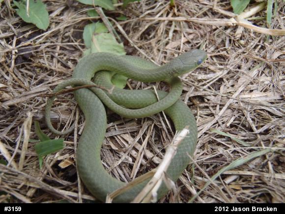 Smooth Greensnake